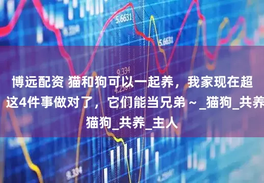 博远配资 猫和狗可以一起养，我家现在超治愈！这4件事做对了，它们能当兄弟～_猫狗_共养_主人